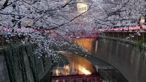 Meguro RIver Cherry Blossoms Stock Footage 105268484