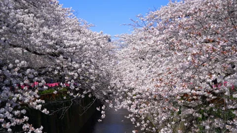 Meguro river with full bloom sakura cherry blossom in spring Stock Footage 234268946