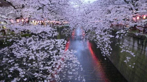 Meguro River in spring with cherry blossom in Tokyo at night, illuminated sakura Stock Footage 236757715