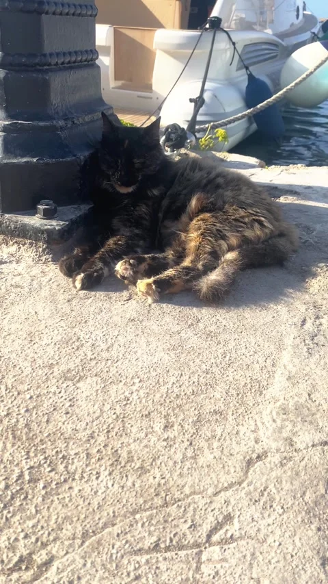 A meikun cat sleeping on the dock. Vertical video Stock-Footage 286740235