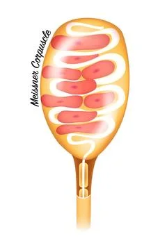 Meissner corpuscle Stock Illustration