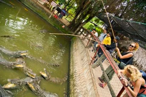 MEKONG DELTA, VIETNAM - MAY 2014: Crocodile farm. Foto stock