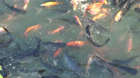 Mekong giant catfish feeding. Stock Footage 166957836