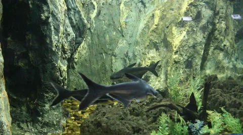 Mekong giant catfish Stock Footage 44349614