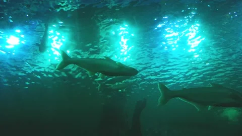 Mekong Giant Catfish. Stock Footage 148253717