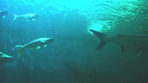 Mekong Giant Catfish. Stock Footage 148254540