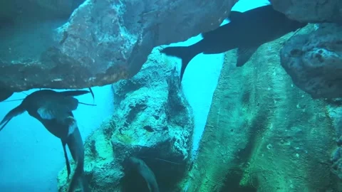 Mekong Giant Catfish. Stock Footage 148258223