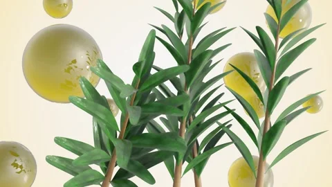Melaleuca alternifolia or tea tree and essential oil droplets Stock Footage 294169112