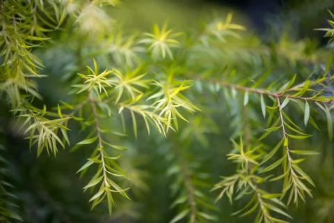 Melaleuca bracteata - white cloud tree close-up view Stock-Fotos