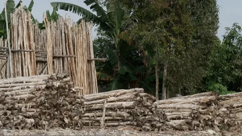 Melaleuca cajuputi tree trunks, piled up and ready for sale Stock Footage 158409621