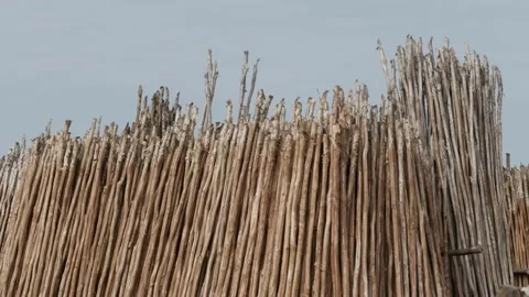 Melaleuca cajuputi tree trunks, ready to use for construction Stock Footage 158409739