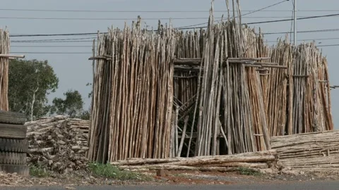 Melaleuca cajuputi tree trunks, stacked and ready for sale Stock Footage 158409572