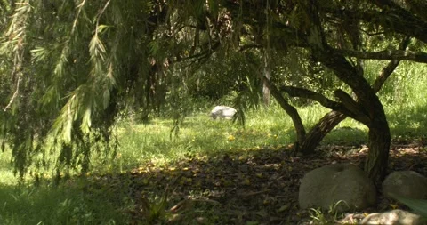 Melaleuca citrinus tree branches with motion by the wind and projecting shadow o Stock Footage 242488298