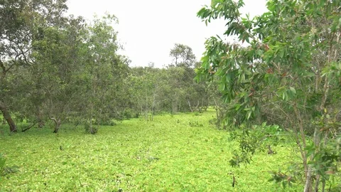 Melaleuca forest Stock Footage 111452701