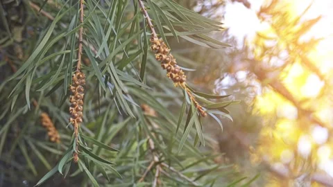 Melaleuca linearifolia, netted bottlebrush Stock Footage 87557302