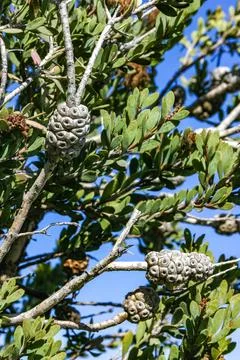 Melaleuca nesophila - knobs on tree branches at Avalon on Catalina Island i.. Stock Photos