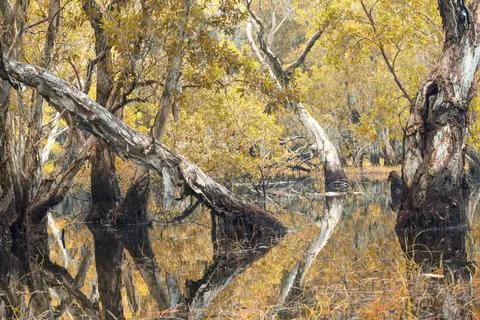 Melaleuca trees Wetland Stock Photos