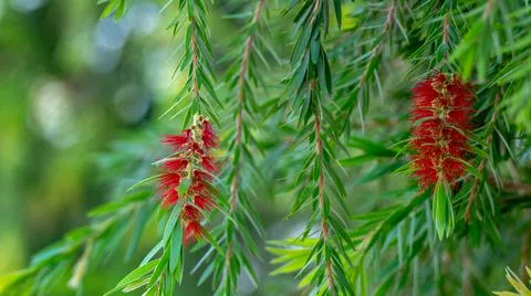 Melaleuca viminalis, commonly known as weeping bottlebrush, or creek bottlebr Photos