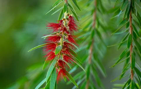 Melaleuca viminalis, commonly known as weeping bottlebrush, or creek bottlebr Stock-Fotos