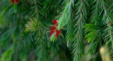 Melaleuca viminalis, commonly known as weeping bottlebrush, or creek bottlebr Stock Photos
