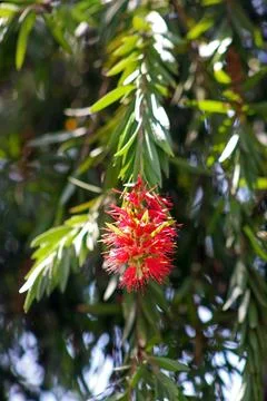 Melaleuca viminalis, commonly known as weeping bottlebrush or creek bottleb.. Stock Photos