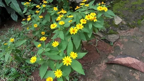 Melampodium flower Stock Footage 239120443