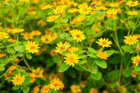 Melampodium Stock Photos