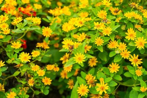 Melampodium Stock-Fotos