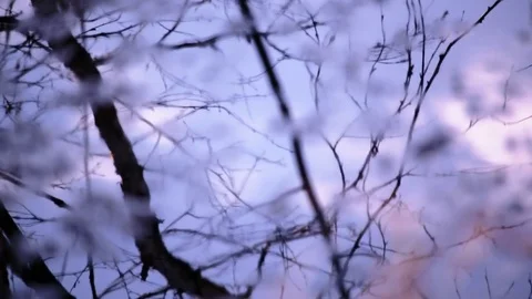 Melancholic leafless trees reflecting from rippling water surface Stock Footage 82215606