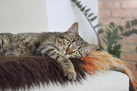 Melancholic lying cat Stock Photos