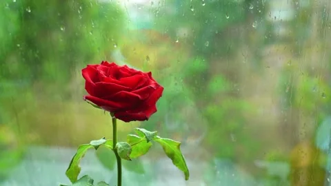 Melancholic Single Red Rose with Raindrops on Window Pane, Romantic Blooming 스톡 동영상 342348973