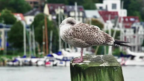 Melancholy seagull on a pole in the harbor, on a blurred background Vídeos de archivo 253323903