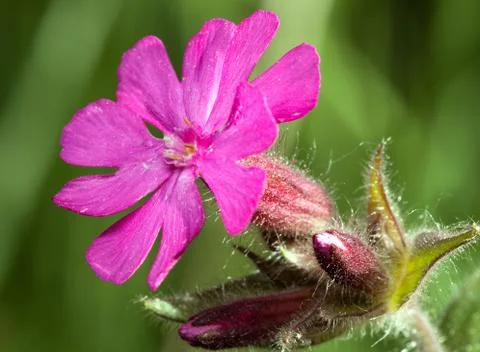 Melandrium dioicum Stock Photos
