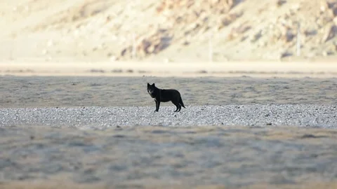 Melanistic Black Himalayan Wolf Stock Footage 336198771