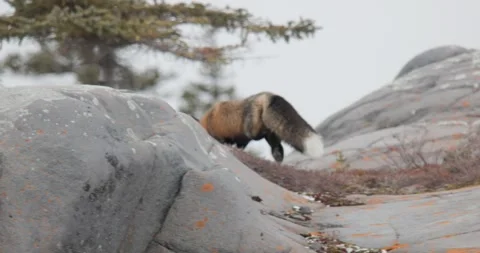 Melanistic Dark Phase Fur Red Fox Running in Fall Autumn in Arctic Tundra Stock Footage 272628425