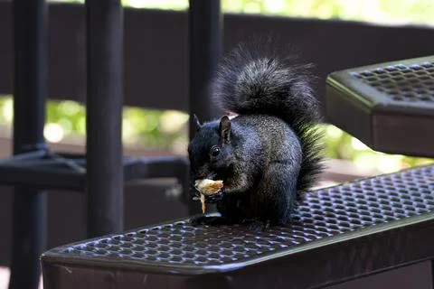 A Melanistic Eastern Gray Squirrel (Sciurus carolinensis) Stock Photos