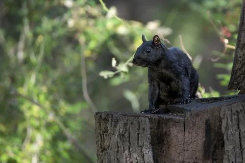 A Melanistic Eastern Gray Squirrel (Sciurus carolinensis) Stock Photos