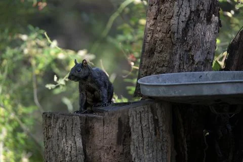 A Melanistic Eastern Gray Squirrel (Sciurus carolinensis) Stock Photos