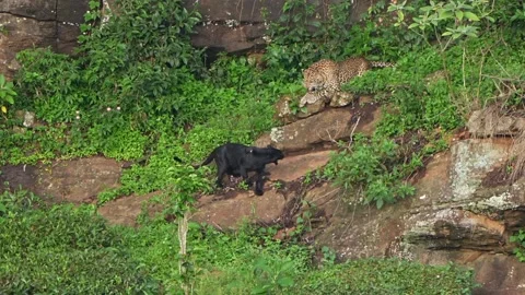 Melanistic Leopard with Normal Leoprad Stock Footage 341353048