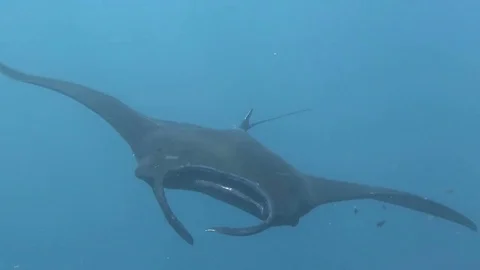 Melanistic Reef Manta Ray ( Manta alfredi ), black Manta at Raja Ampat Video stock 80455405