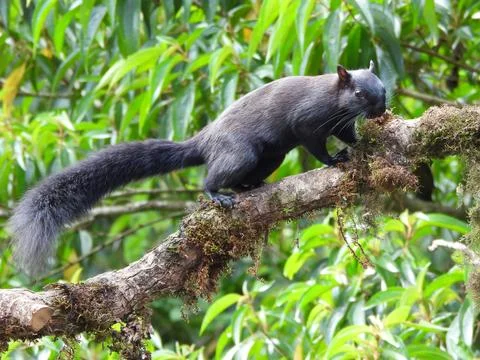 Melanistic Variegated Squirrel (Sciurus variegatoides melania) on Mossy Branch Stock Photos