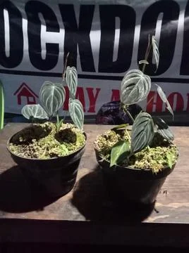 Melano 스톡 사진