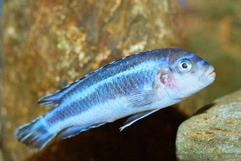Melanochromis fish 스톡 사진