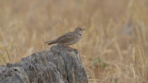 Melanocorypha calandra 1 Stock Footage 277398671