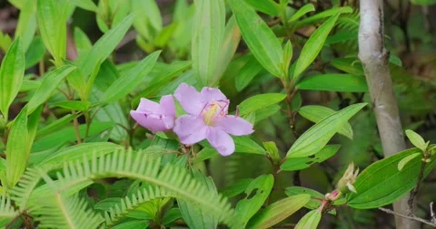 Melastoma Flower Bouncing in the Wind Stock Footage 229048420