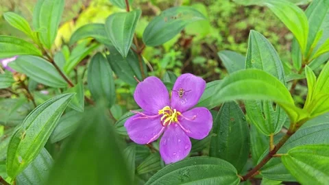 Melastoma malabathricum Stock Footage 293035286