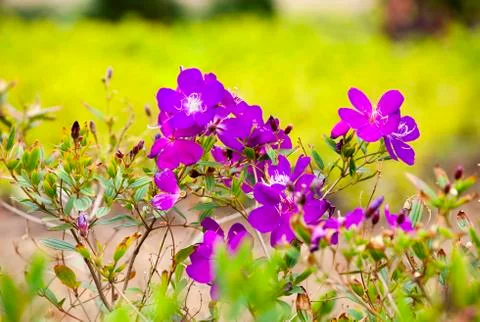 Melastomataceae Stock Photos