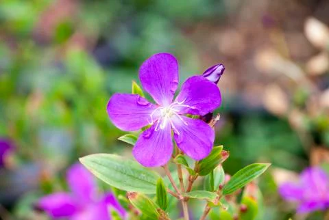 Melastomataceae Stock Photos