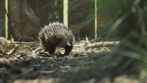 Melbourne City Timelapse Stock Footage 70359274