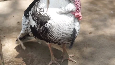 Meleagris gallopavo Video stock 291876840